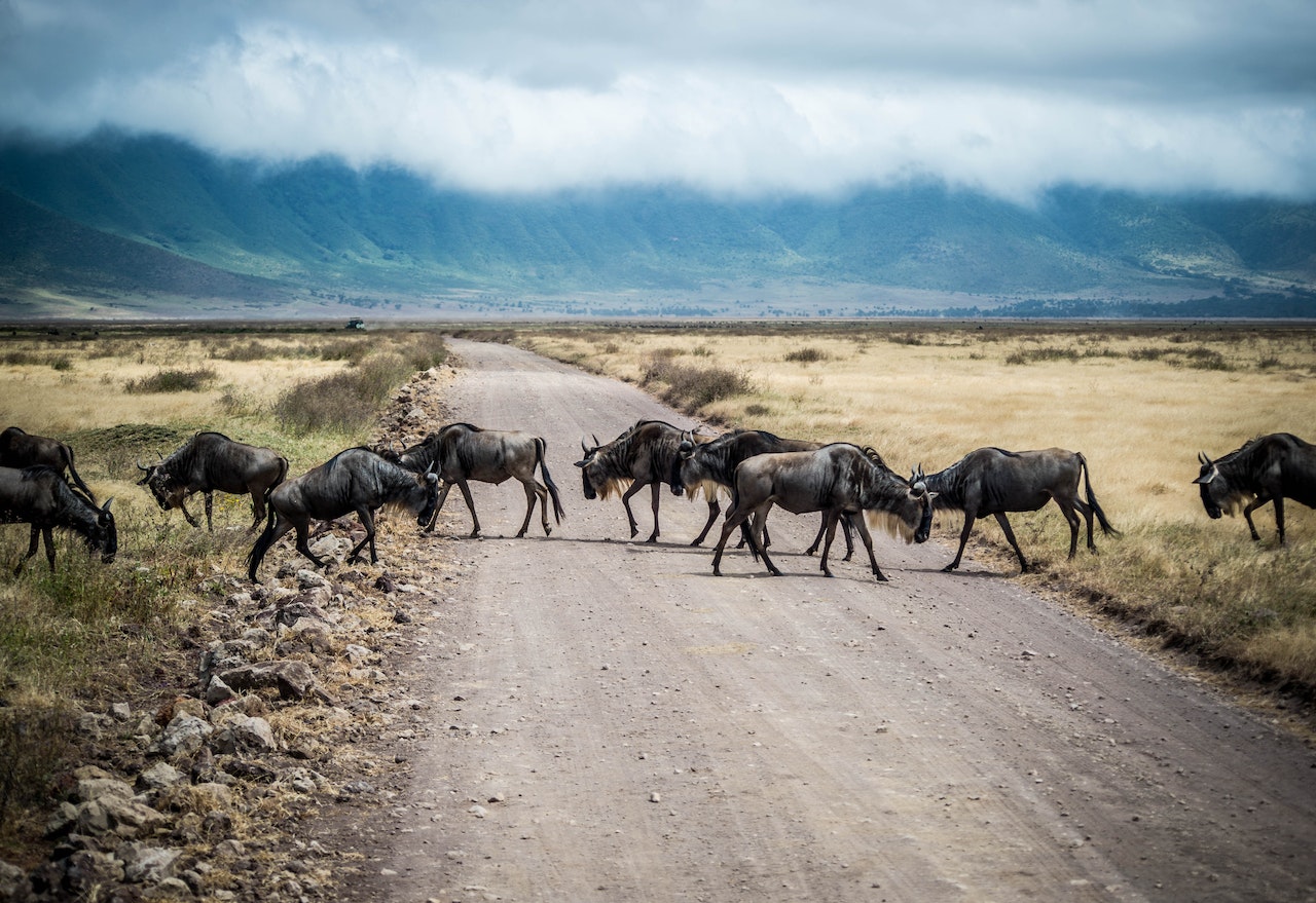 Ngorongoro Conservation Areas